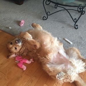 Meet your Posher, Soph